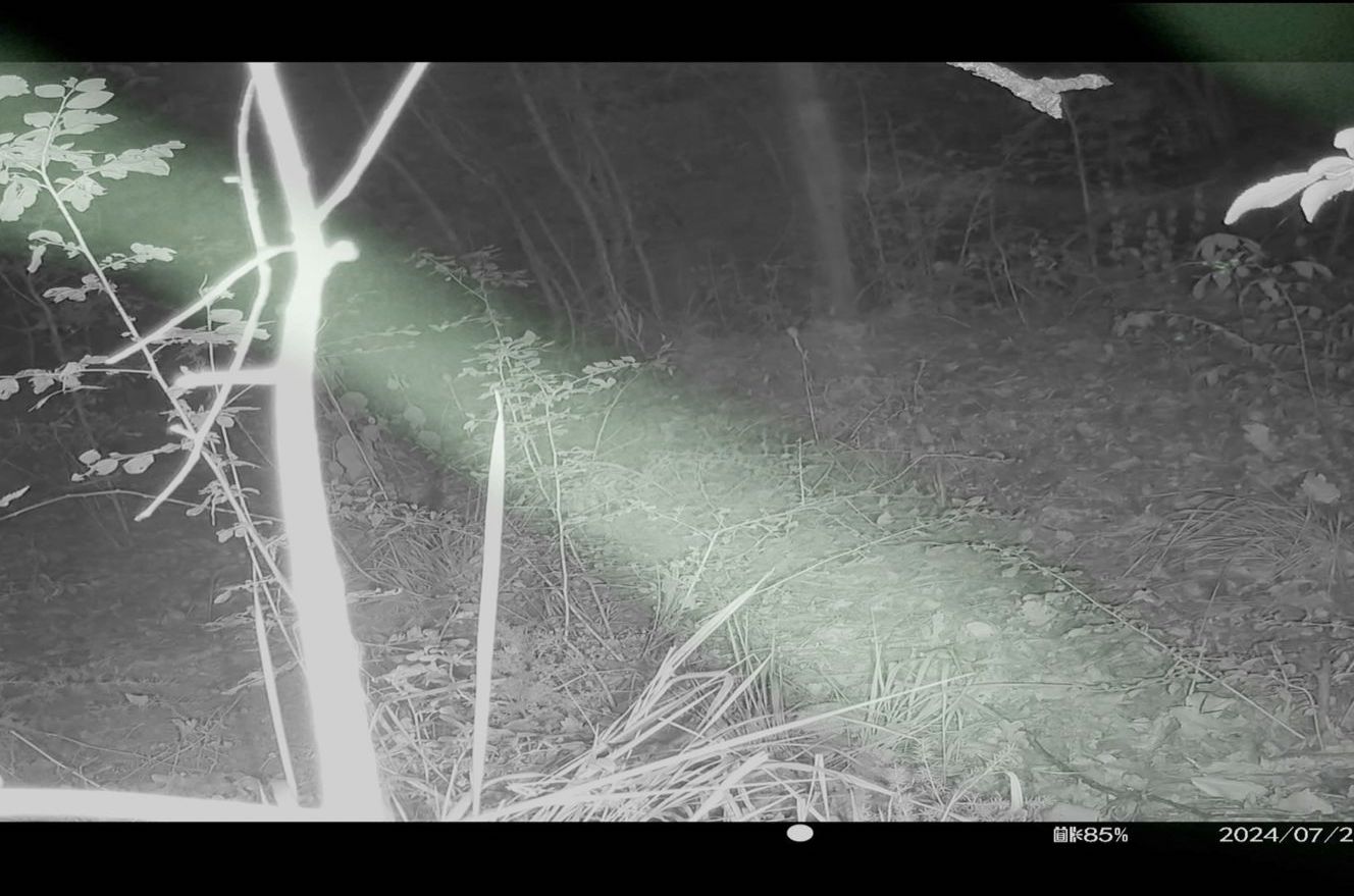 Do fairies have a tail?