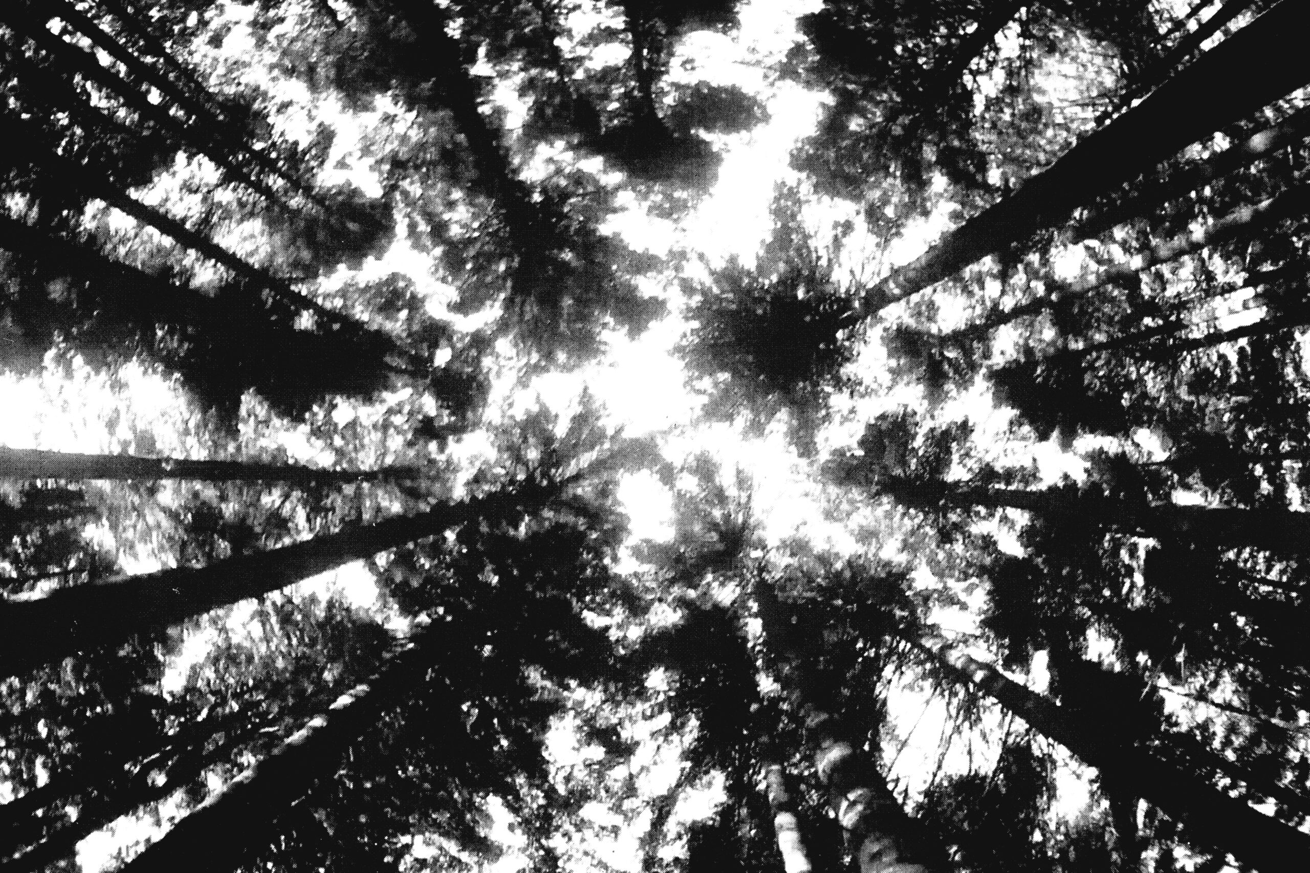 Un bosco con alberi alti visti dal basso